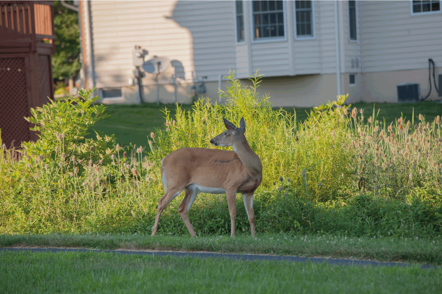 Deer encroaches on suburb 
