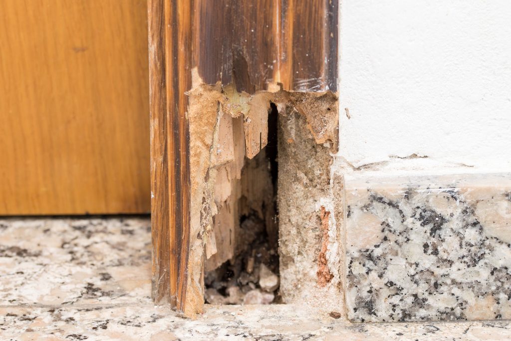 Dry rot damage in the sidings of a house