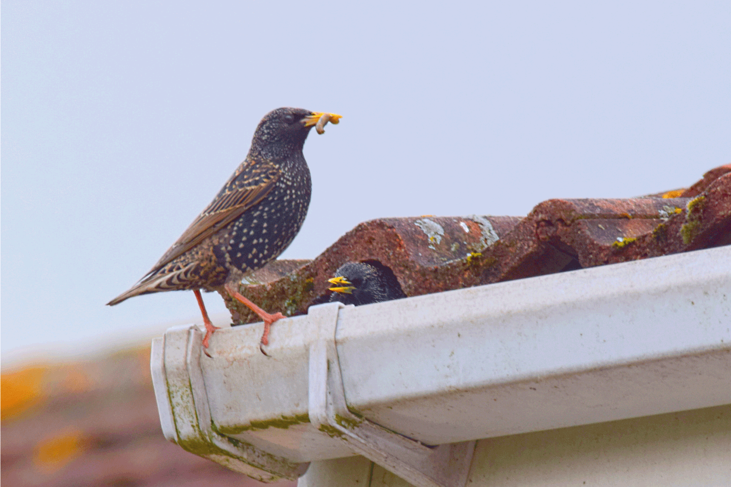 Pair of starling birds close up nesting in roof