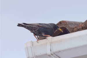 Read more about the article Does Homeowners Insurance Cover Bird Damage?